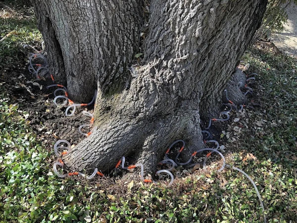 Detailed Tree Cabling and Bracing job site in Jewell Ridge