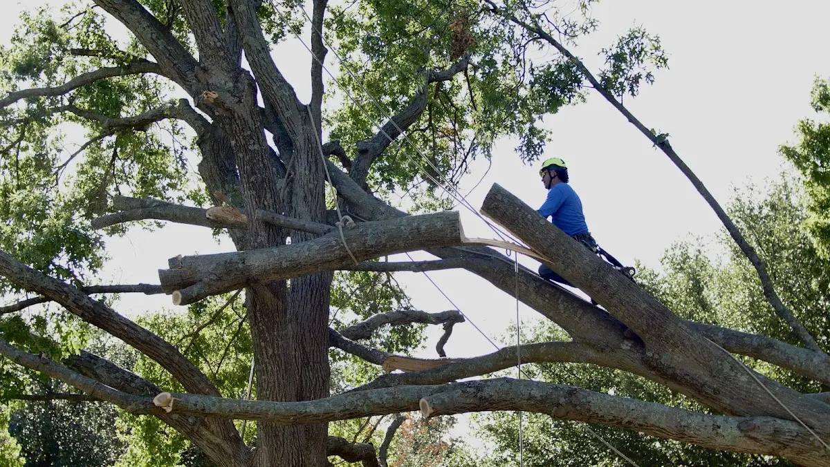 Professional Crown Thinning performed by certified arborists in Jewell Ridge