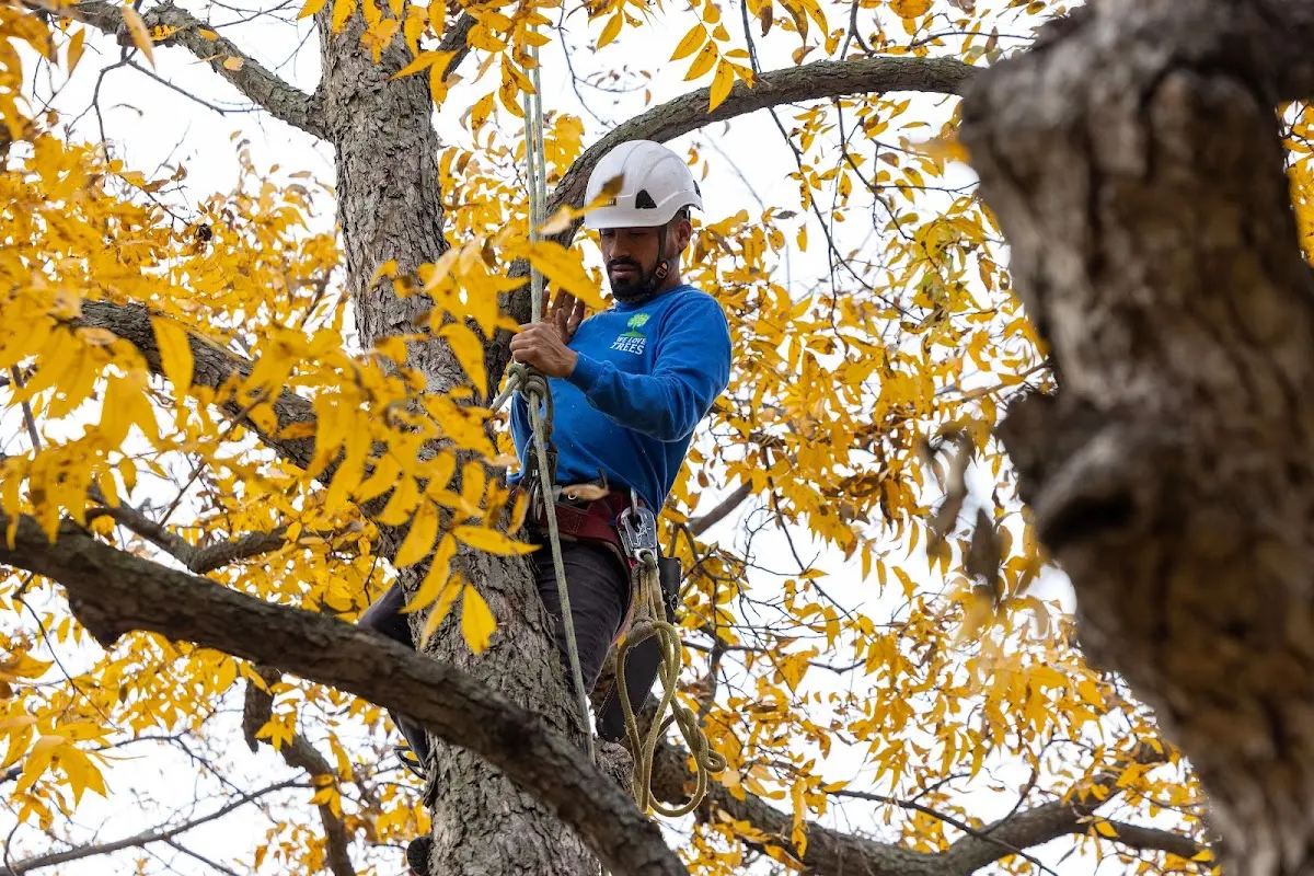 Skilled Tree Pruning crew working in Jewell Ridge