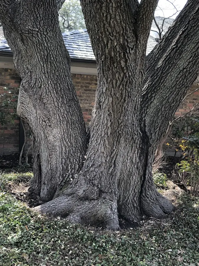 Mature heritage tree close to a Jewell Ridge property cared for by certified arborists